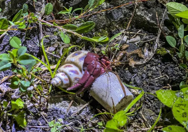 ▲还给以塑胶容器为家的寄居蟹一个舒适的家。(图/行遍天下提供)