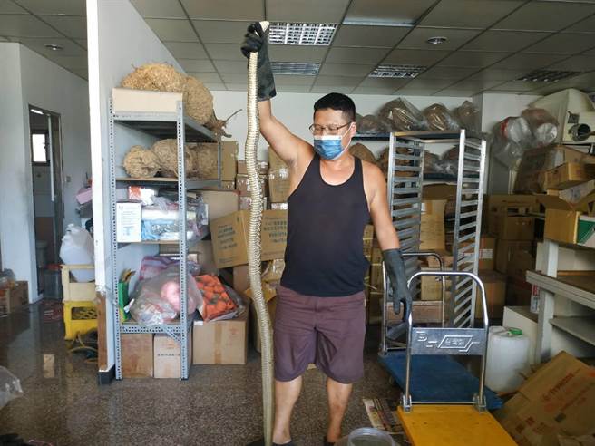 连日下雨蛇出没，云林县消防局呼吁民眾通报119由专业人士处理。（张朝欣摄）