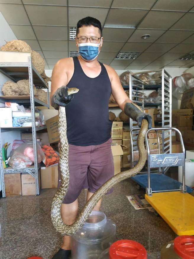 连日下雨蛇出没，云林县消防局呼吁民眾通报119由专业人士处理。（张朝欣摄）