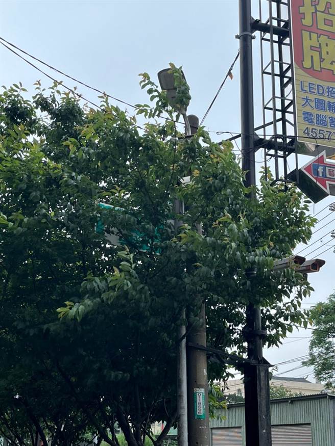 有些街道上的路牌、交通號誌也常被過茂密的路樹遮蔽，讓用路人無法看清路名、號誌燈號，造成交通危險。（謝美英提供／陳夢茹桃園傳真）