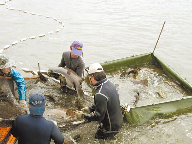 大陆暂停进口台湾石斑鱼，农委会提3大措施因应。图为石斑鱼养殖。（海洋局提供）