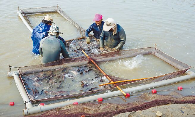 大陆暂停进口台湾石斑鱼，将影响养殖户生计。图为石斑鱼养殖场。（海洋局提供）