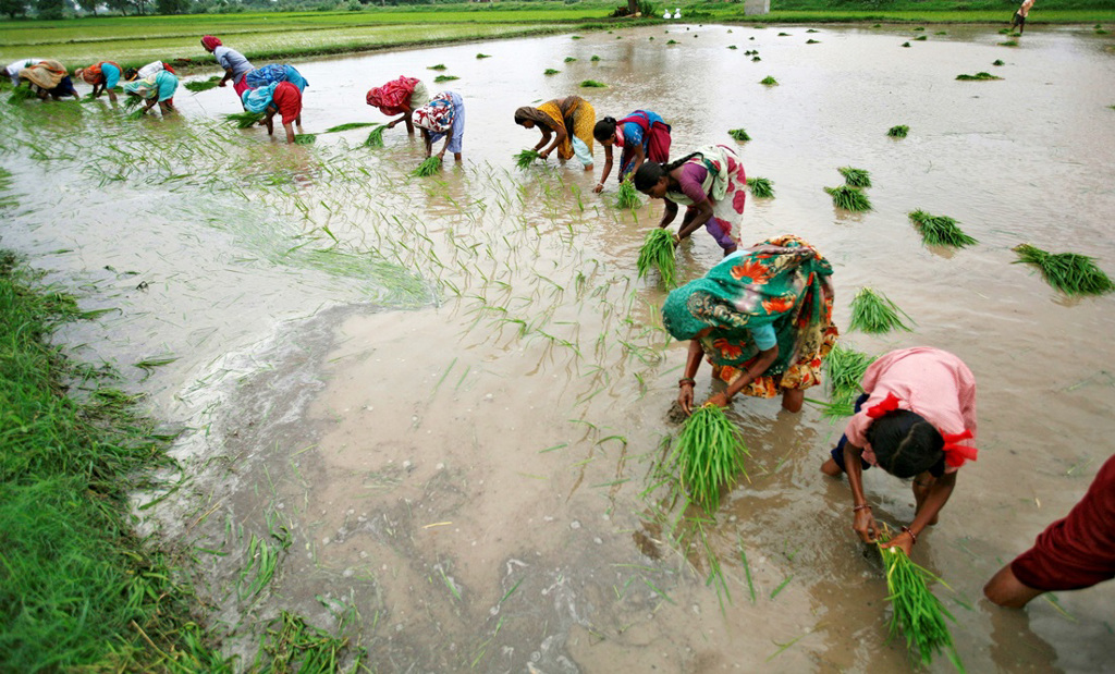 继小麦之后，专家点名稻米可能价格飙涨。图为印度农人种稻画面。（资料照／路透社）(photo:ChinaTimes)