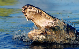 衰男誤闖鱷魚池洗髒手 下秒4.8公尺巨鱷竄出水面GG了