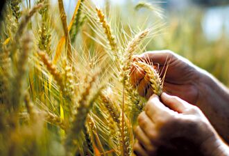 專家傳真－加拿大為什麼是全球小麥重要市場