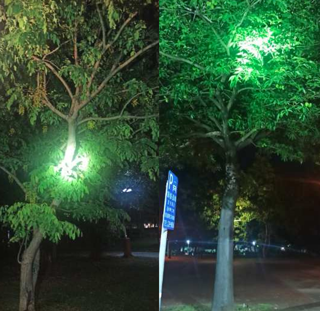 高雄环保局指出，屎味的恶臭来源是行道树掌叶苹婆开花。(高雄环保局提供)