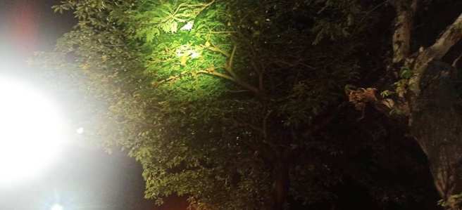 行道树掌叶苹婆开花会散发猪屎般的臭味，其他常见花期会产生异味的行道树还有黑板树、福木、大叶山榄等。(高雄环保局提供)