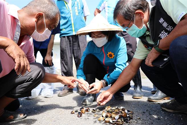 雲林縣長張麗善接獲漁民陳情文蛤暴斃，今（13日）陪同水試所人員勘災，初勘已達現金救助標準。（周麗蘭攝）