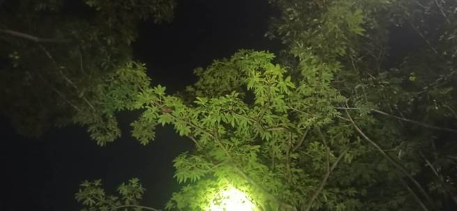 高雄鼓山、左营、仁武、鸟松、凤山及三民等行政区13日凌晨瀰漫动物排泄物臭味，高市府环保局循风向上风处巡查后，发现臭味来源竟是行道树掌叶苹婆开花所致。（高市府环保局提供／洪浩轩高雄传真）