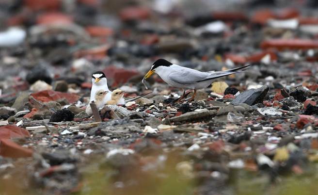 近日七股这处小燕鸥筑巢育雏的地方，志工们观察到小燕鸥宝宝陆续孵化，还在废弃盐滩跑跳，等待雌雄鸟来喂食，萌样超可爱。（黄永丰提供／张毓翎台南传真）
