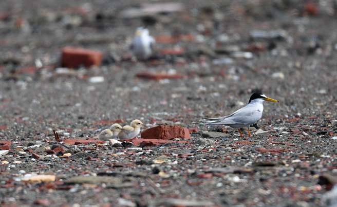 近日七股这处小燕鸥筑巢育雏的地方，志工们观察到小燕鸥宝宝陆续孵化，还在废弃盐滩跑跳，等待雌雄鸟来喂食，萌样超可爱。（黄永丰提供／张毓翎台南传真）