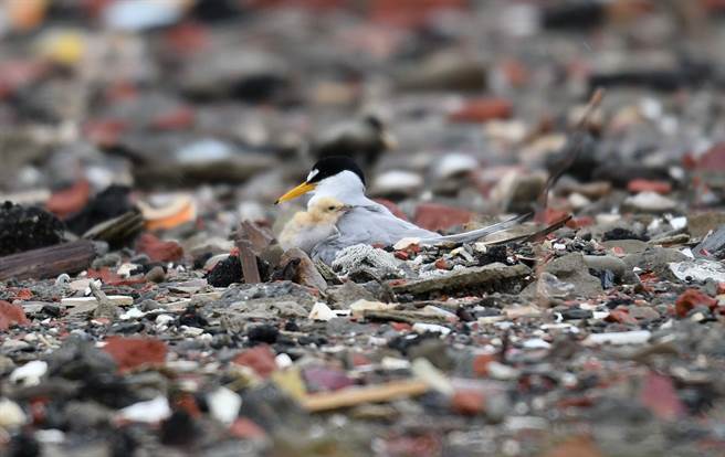 近日七股这处小燕鸥筑巢育雏的地方，志工们观察到小燕鸥宝宝陆续孵化，还在废弃盐滩跑跳，等待雌雄鸟来喂食，萌样超可爱。（黄永丰提供／张毓翎台南传真）