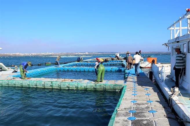 澎湖的箱网养殖石斑鱼，因为有自己的品牌「澎湖优鲜」产销机制，完全不受大陆暂停输入中国影响。（张茂雄摄）