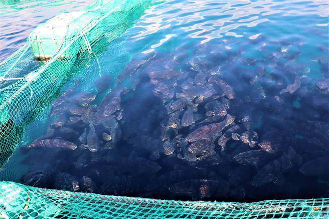 农渔局针对澎湖优鲜的养殖业者，每年都会不定期作64种的动物用药与重金属检验，保证澎湖优鲜的鱼送到消费者面前，都有政府挂保证。（张茂雄摄）