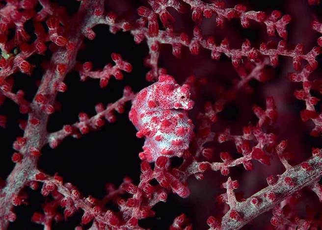 隐身在珊瑚群中的豆丁海马爸爸大腹便便，近期内即将临盆。（东管处提供／庄哲权台东传真