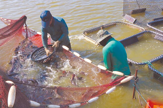 大陆因药物残留禁止我石斑鱼进口，学者呼吁从品管严谨做起。（本报资料照片）