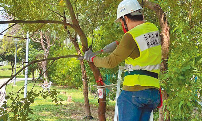 行道树若不当修剪易导致树木衰弱死亡，因此修剪作业人员都须经过受训考取合格证。（桃园市政府养工处提供／陈梦茹桃园传真）