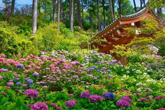 6月日本關西玩這裡！京都夢幻繡球花寺加持戀愛運