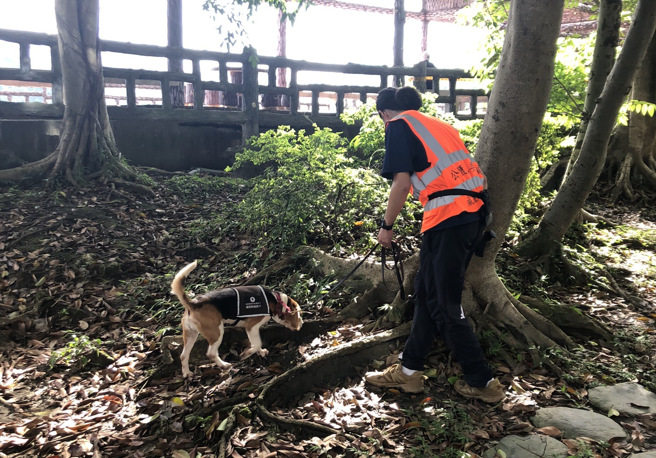 领犬员祁文浩带着米格鲁侦测犬走访碧湖公园，为路树做健康检查。（张芷瑜摄）