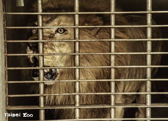 動物園稱美洲獅非常愛記仇，每次看到獸醫師都不會給好臉色。(圖/臺北市立動物園提供)