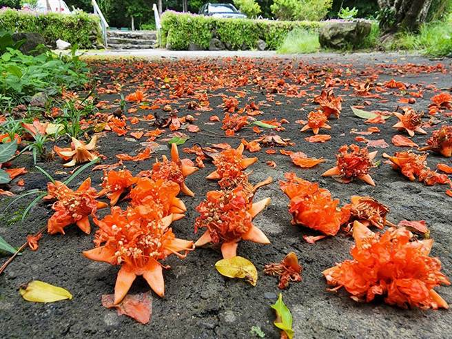 武陵农场受到间歇性豪大雨侵袭，出现美丽橘色的石榴花地毯。（武陵农场副场长胡发韬提供）