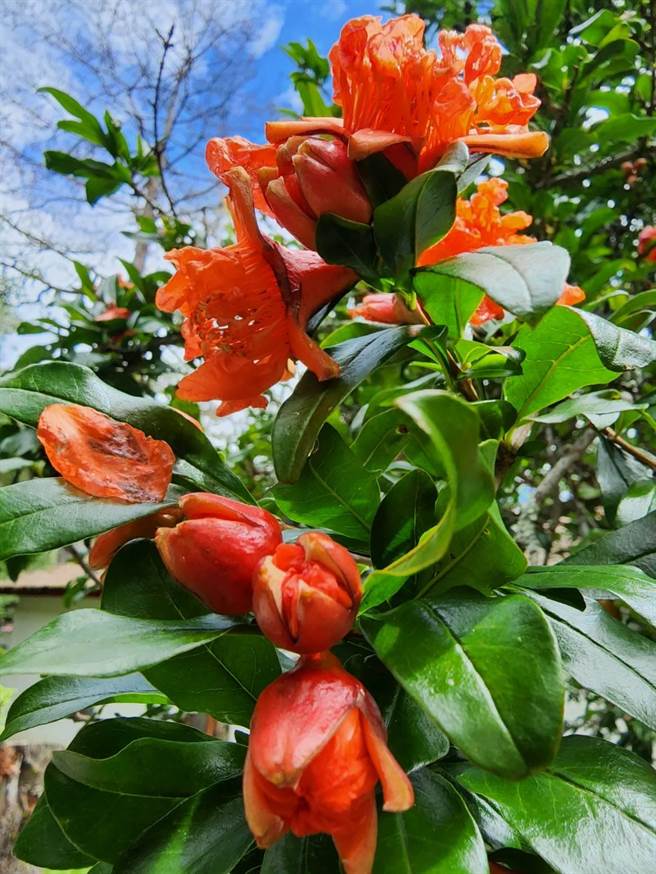 石榴花在武陵农场约6～7月开花，石榴花和果皮晒乾捣碎后，可作红色染料，古时妇女常用来染布。（武陵农场副场长胡发韬提供）