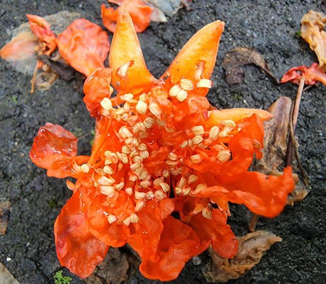 石榴果实籽粒多，代表多子多孙。（武陵农场副场长胡发韬提供）