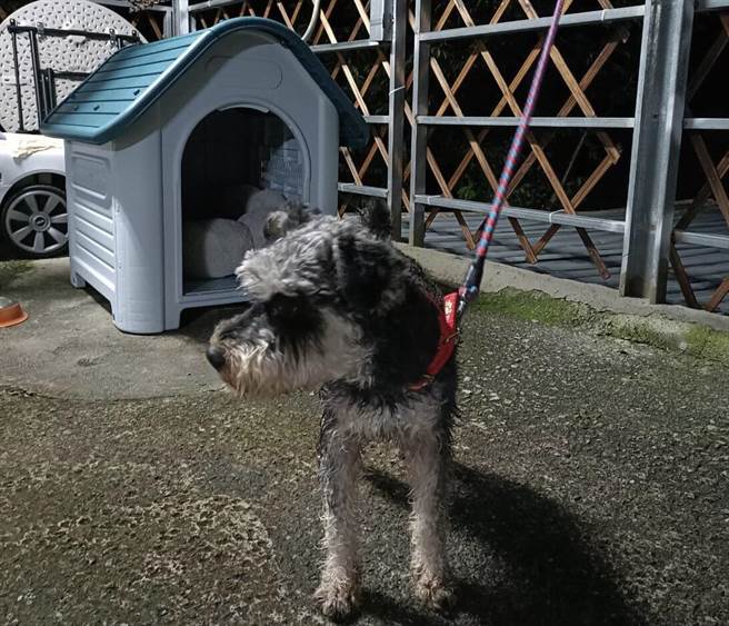 走失的雪纳瑞终于重回主人怀抱。（警方提供）