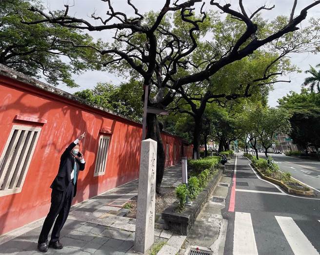 全台首学台南孔庙的南门路入口旁有1棵鳯凰树，2年前被诊断罹患褐根病后，如今仅剩光秃秃的枝干。（南市议会提供／洪荣志台南传真）