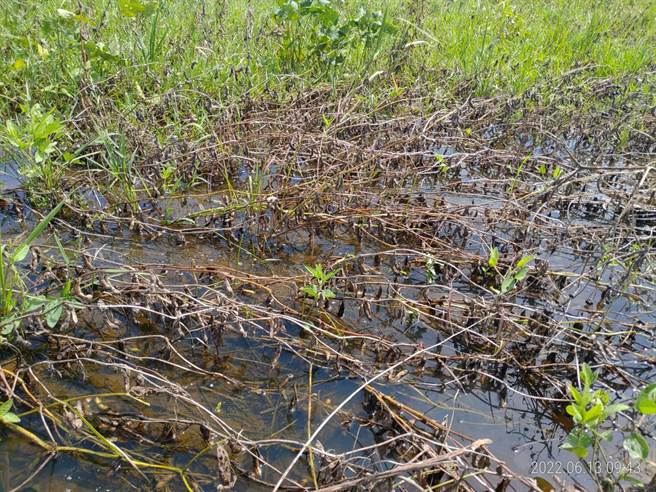 台南后壁大豆雨害，台南市政府农业局争取现金救助及低利贷款。（台南市政府提供／张毓翎台南传真）
