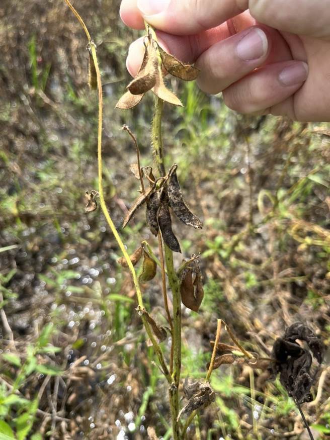 受连续降雨影响，导致台南市后壁区大豆子实发芽、腐烂及发霉，受损严重。（李宗翰服务处提供／张毓翎台南传真）