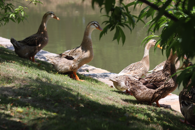 春天的校园一角。（受访者提供）