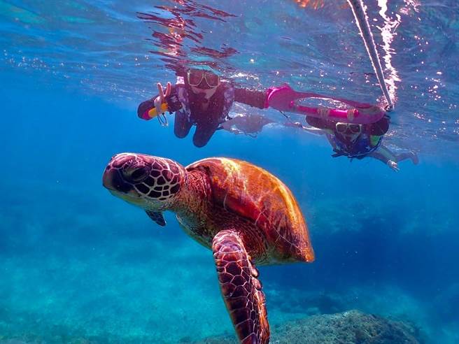 易飛網分析，旅行社禁團令、返台旅客仍要居檢、5歲以下孩童未接種疫苗、日本尚未開放自由行等4大限制，可預期國旅近期仍是市場主力。（易飛網提供／陳祐誠傳真）