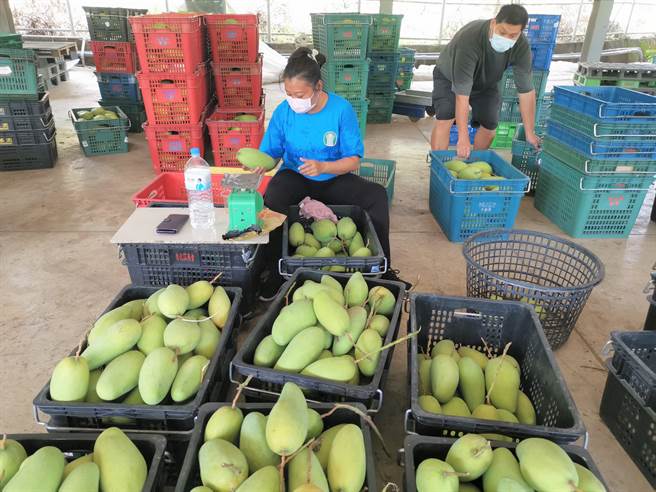 台南市南化區農會13日開始收購金煌，今年因結果率差，預估只有去年3成的量。（劉秀芬攝）