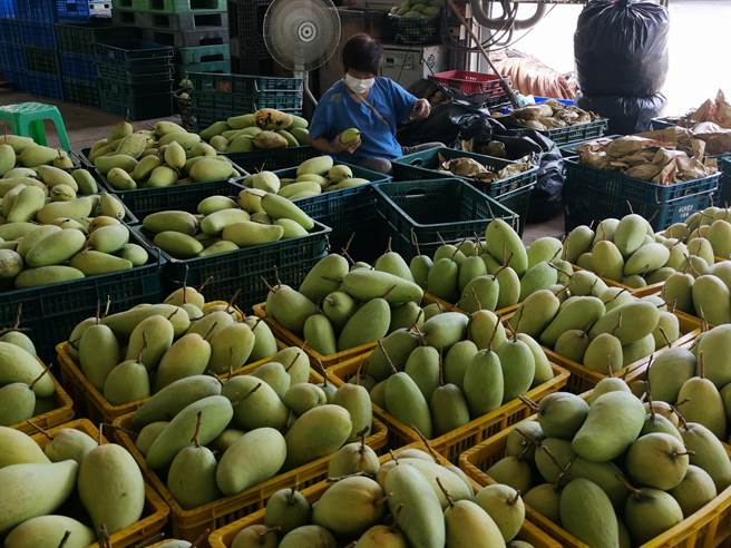 台南市南化區農會13日開始收購金煌，今年因結果率差，預估只有去年3成的量。（劉秀芬攝）