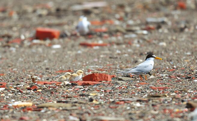 小燕鸥宝宝跟在亲鸟屁股后面走的模样超可爱。（黄永丰提供／张毓翎台南传真）