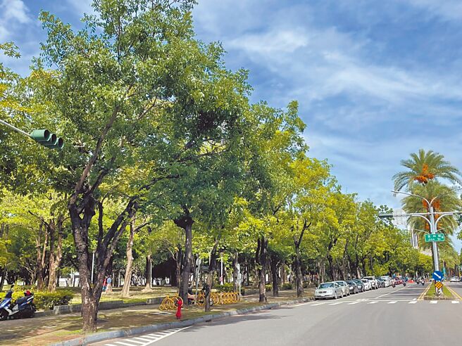 高雄多个行政区13日凌晨空气中瀰漫着动物排泄物的臭味，许多民眾纷纷致电向高市府环保局反映，稽查人员到场循风向上风处巡查后，发现臭味来源竟是行道树掌叶苹婆开花所致。（洪浩轩摄）