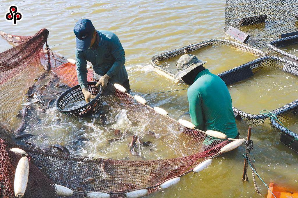 中國大陸日前以藥物殘留為由，公告全面暫停台灣石斑魚輸入。（本報系資料照）