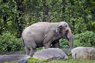 紐約動物園大象非人類 法院：未遭到非法監禁
