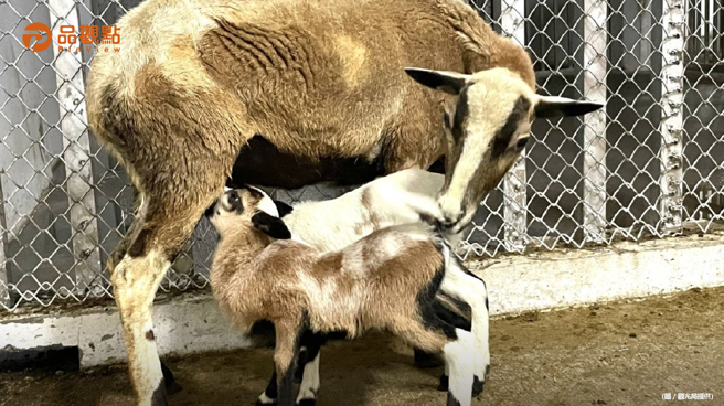 品观点│寿山动物园迎来新生命  狐獴、黑肚绵羊及绒鼠传来喜讯。（品观点提供）