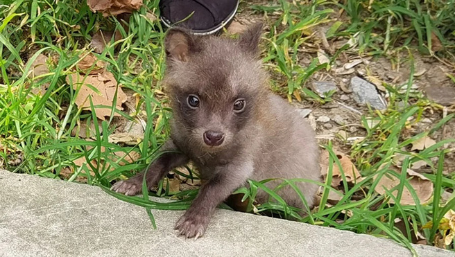 大陆上海一户人家领养新生小狗，2个月后却发现不太对劲。(图/翻摄自网易)