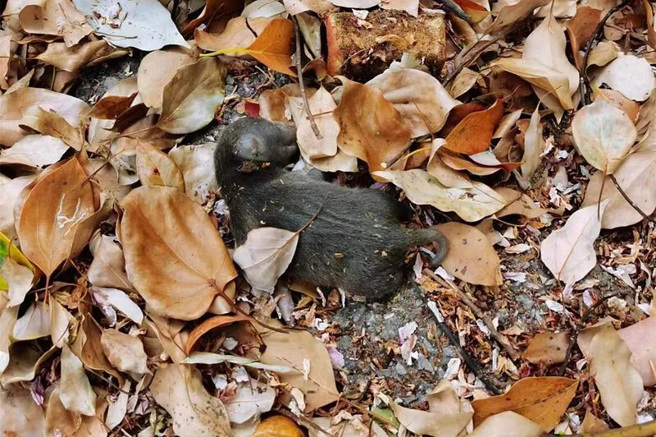 吉祥刚被人发现时，正奄奄一息地躺在院子的草丛里。(图/翻摄自网易)