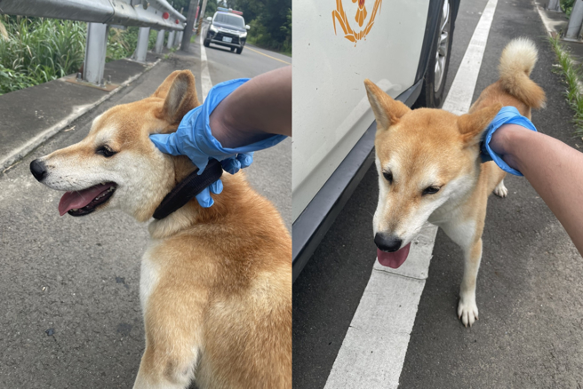 黃色柴柴日前走失，隨意跳上苗栗勝興車站旁旅客的車子賴著不走，被員警抱下車安置。（圖／苗栗警分局提供）