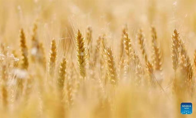 大陆国家统计局：国内粮食价格有所上涨，但幅度明显低于国际水平。（新华社）