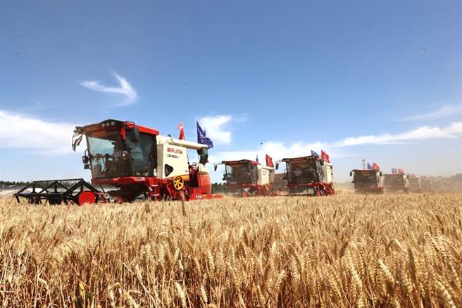 河北省邯郸市成安县成安镇南鱼口村，十几台大型小麦联合收割机正在田间紧张作业，河北自南向北正式开启小麦大面积收割。（摘自中新社）