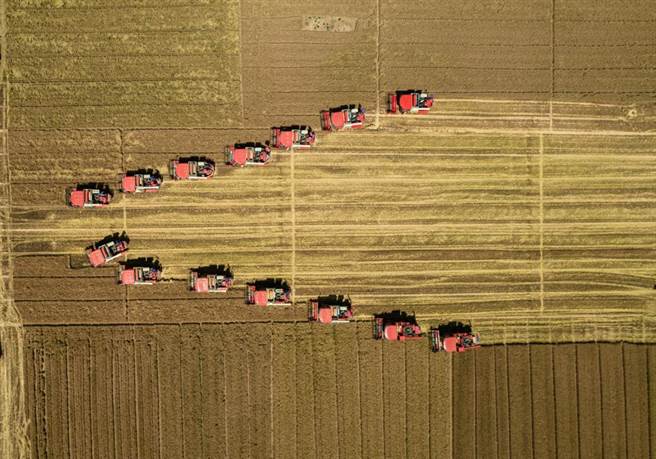 大陆粮食主产区河北小麦开镰 科技助力夏粮丰收。（摘自中新社）
