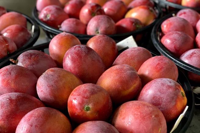 台南山区生产的芒果即将进入盛产期，但受气候影响产量锐减，市府农业局呼吁爱吃芒果的民眾可先预购。（图/ 中央社）