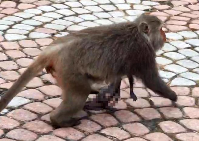  台東縣泰源幽谷登仙橋日前出現一隻母猴抱著死亡幼猴覓食，遊客感傷目睹母愛偉大。（圖/ 中央社）
