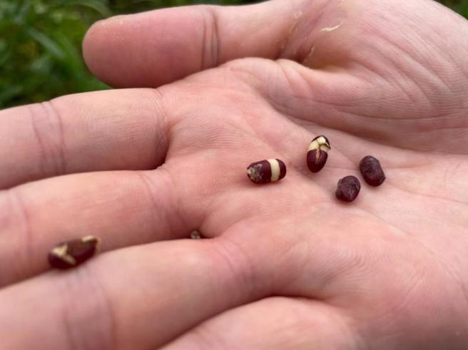 受5月霪雨影響，花蓮壽豐鄉農友種植的紅豆有子實發芽、豆莢腐爛、發霉等災情，被害面積約7.6公頃，損害程度30%；二者均已達現金救助啟動標準，縣府提報農委會爭取天然災害現金救助。（圖/ 中央社）