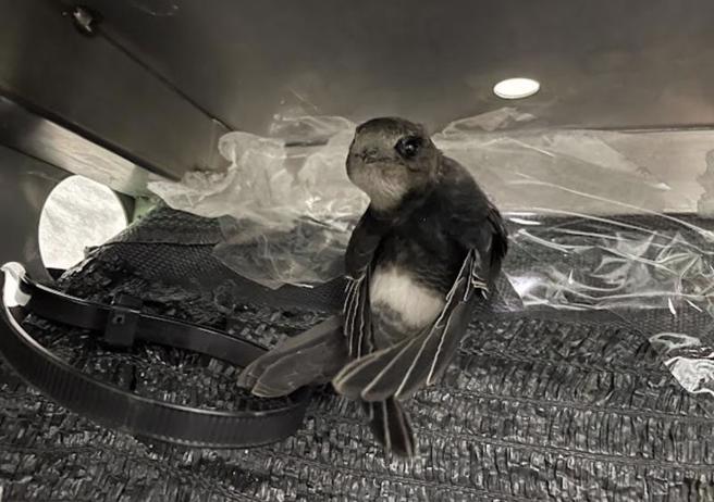  屏東科技大學15日指出，屏科大野生動物收容中心接受野灣野生動物保育協會委託，收治19隻失親小雨燕，連同原救傷的1隻小雨燕，目前中心共有20隻小雨燕接受照護。（圖/ 中央社）
